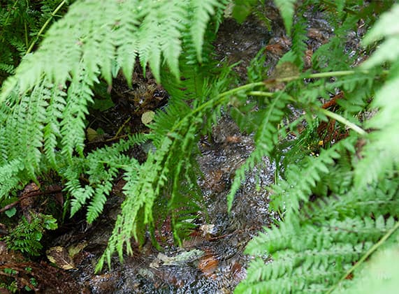 Home | Arrowhead® Mountain Spring Water